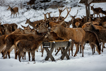 Deers in winter..Hirsche im Winter.