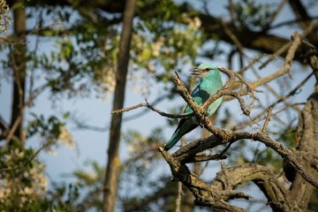 European Roller (Coracias garrulus) sitting on a branch
