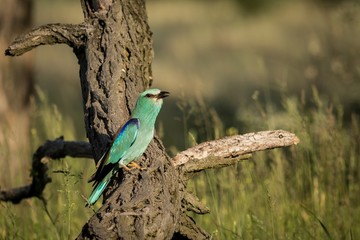 European Roller (Coracias garrulus) sitting on a branch