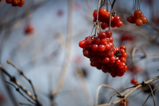 Red large viburnum on a branch close-up