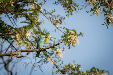 European Roller (Coracias garrulus) sitting on a branch