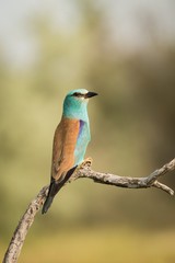 European Roller (Coracias garrulus) sitting on a branch