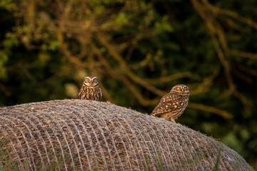 Two Little Owl (Athene noctua) sitting on a haystack