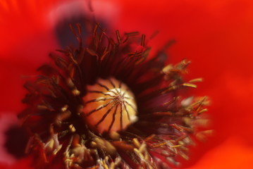 Red poppy close-up in summer sunny day 