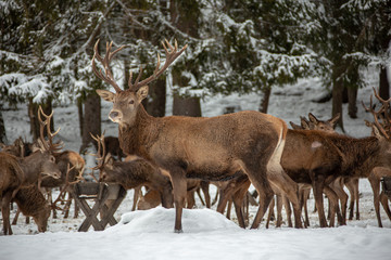 Naklejka na ściany i meble Deers in winter..Hirsche im Winter.