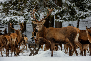 Fototapeta premium Deers in winter..Hirsche im Winter.