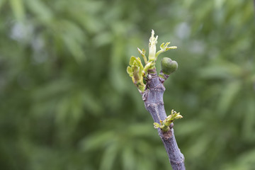 figs on tree branch in nature