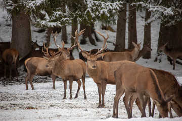 Deers in winter..Hirsche im Winter.