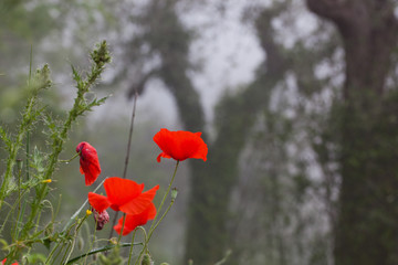 Obraz premium wild poppies in foggy forest - remembrance day, Anzac day