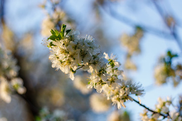 Fototapeta premium the fruit tree blooms in white under a bright sun