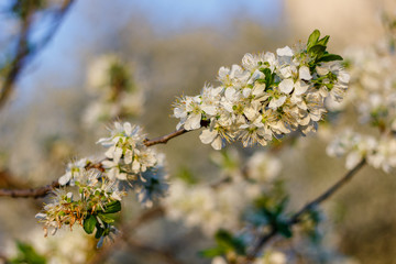 Fototapeta premium the fruit tree blooms in white under a bright sun