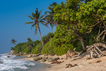 Fototapeta na wymiar Beach view near Mirissa, Sri Lanka