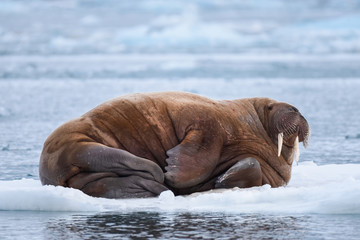  norway landscape nature walrus on an ice floe  of Spitsbergen Longyearbyen  Svalbard   arctic winter  polar sunshine day  sky