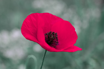 wild poppies - remembrance day, Anzac day