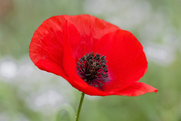 wild poppies - remembrance day, Anzac day