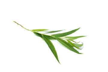 trauerweidenblatt trauerweidenblatt blatt weidenblatt isoliert freigestellt auf weißen Hintergrund, Freisteller