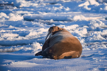  norway landscape nature walrus on an ice floe  of Spitsbergen Longyearbyen  Svalbard   arctic...