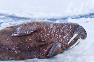  norway landscape nature walrus on an ice floe  of Spitsbergen Longyearbyen  Svalbard   arctic...