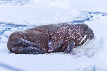  norway landscape nature walrus on an ice floe  of Spitsbergen Longyearbyen  Svalbard   arctic...