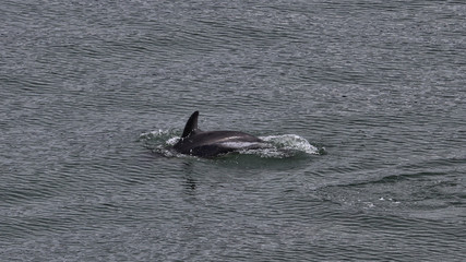 Fototapeta premium Chile