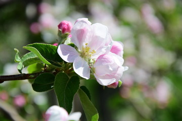 Fototapeta na wymiar Blüten des Apfelbaumes, Blütezeit in Südtirol