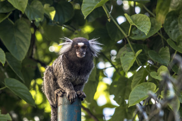 Small monkey popularly known as White-Tailed Sagittarius, Callithrix jacchus, in an area of Atlantic Forest in the neighborhood of Intrerlagos,  south of Sao Paulo