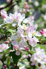 Blüten des Apfelbaumes, Blütezeit in Südtirol © Zeitgugga6897