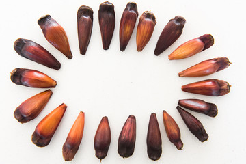 Pinhao – Pinion fruit brazilian pine on white background.
