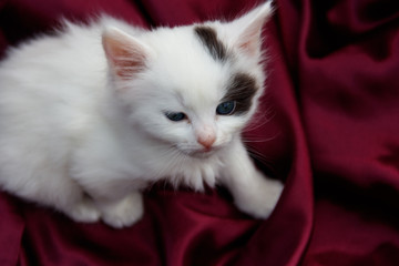 Cute little kitten on the purple satin cloth