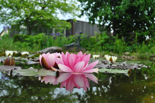 spiegelde Seerose 