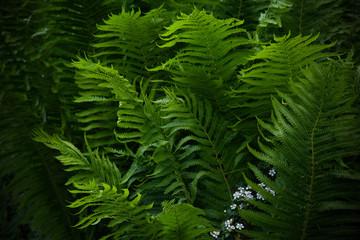 Beautyful ferns leaves green foliage natural floral fern background. Midsummer Day.