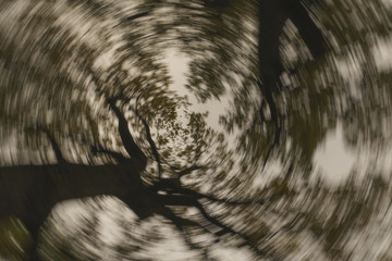 Abstract background of trees blurred in rotation.