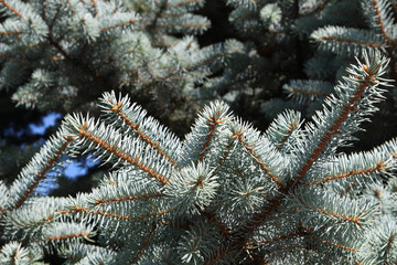 Colorado Blue Spruce Tree Close-Up. Christmas tree