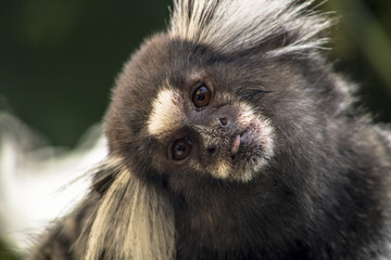 Small monkey popularly known as White-Tailed Sagittarius, Callithrix jacchus, in an area of Atlantic Forest in the neighborhood of Intrerlagos,  south of Sao Paulo