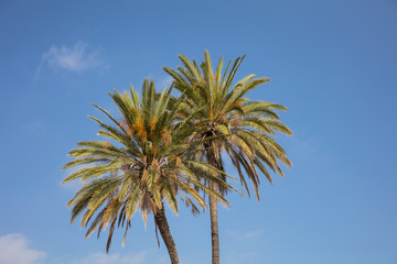 Two palm trees under Cyprus blue sky with few clouds.