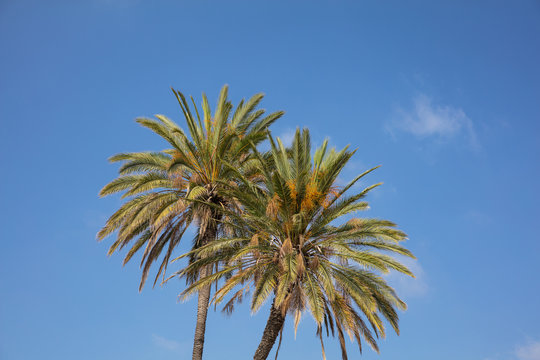Two palm trees under Cyprus blue sky with few clouds.
