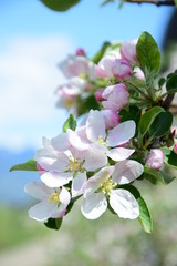 Blüte des Apfelbaumes, Blütezeit in Südtirol