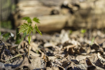 A small sprout of a maple tree in the forest. Dry last year's tree leaves