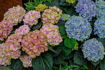 pink and blue hortensia flowers background