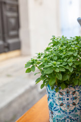 Fresh basil plant in a colorful pot on a wooden window sill