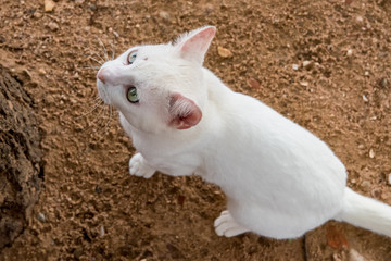 Gato branco muito esperto