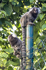 Small monkey popularly known as White-Tailed Sagittarius, Callithrix jacchus, in an area of Atlantic Forest in the neighborhood of Intrerlagos,  south of Sao Paulo