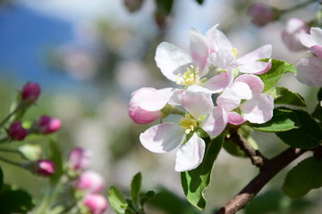 Blüte des Apfelbaumes, Blütezeit in Südtirol