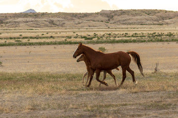 Wild Horse Mare and Foal