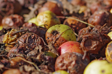 Pile of rotten apples in garden
