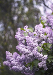 Fototapeta premium Blooming lilac