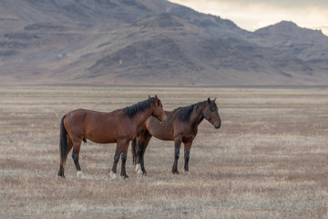 Fototapeta na wymiar A Pair of Wild Horse Stallions in the Desert