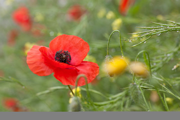 wild poppies - remembrance day, Anzac day