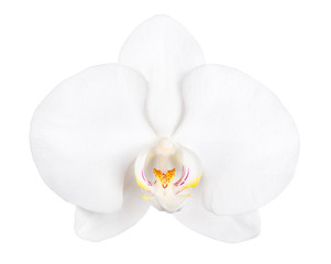flower of orchid isolated on white