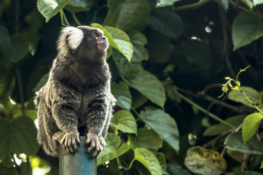 Small monkey popularly known as White-Tailed Sagittarius, Callithrix jacchus, in an area of Atlantic Forest in the neighborhood of Intrerlagos,  south of Sao Paulo
